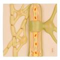 3B Scientific Myelin Sheaths of the CNS - w/ 3B Smart Anatomy 1000234